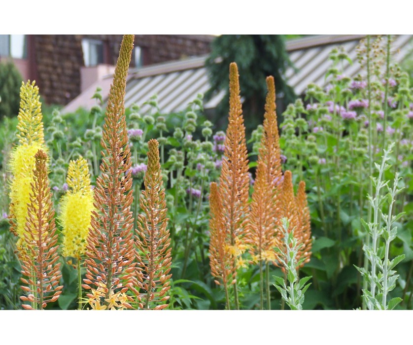 Yellow Foxtail Lily